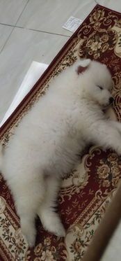 想买一条宠物狗该怎么选