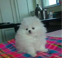 好的宠物狗怎么挑选品相