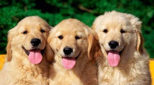 直播间挑选宠物狗怎么说