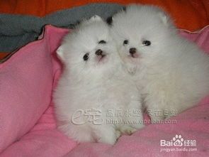 怎么挑选宠物狗零食呢