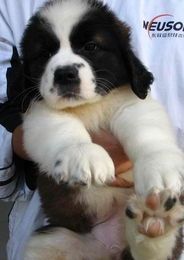 宠物狗尿片怎么选择好的