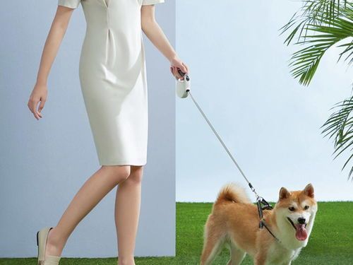 宠物狗牵引绳怎么选购的