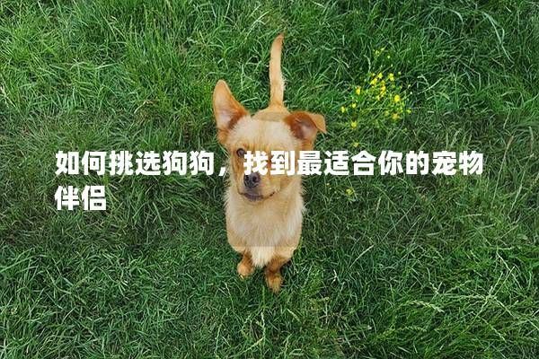 如何挑选狗狗，找到最适合你的宠物伴侣