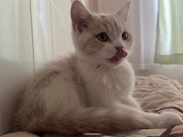 宝藏宠物店，老板专业热情