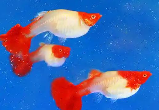 孔雀鱼针尾防治全攻略来了！