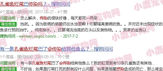 孔雀鱼烂尾病传染吗