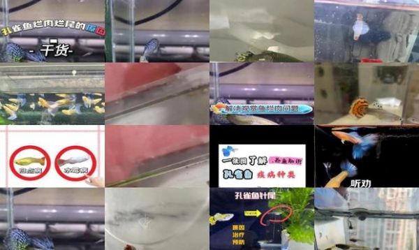 孔雀鱼烂尾病传染吗