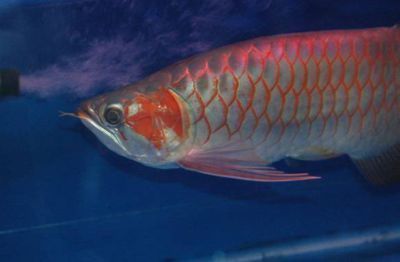 龙鱼鳞片疾病祥龙渔场：祥龙渔场龙鱼品种介绍，龙鱼疾病早期识别方法