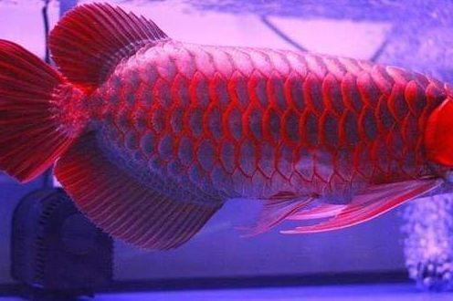 龙鱼鳞片疾病祥龙渔场：祥龙渔场龙鱼品种介绍，龙鱼疾病早期识别方法