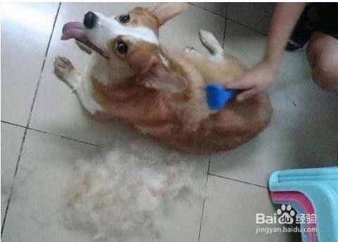 宠物掉毛原因及防治方法
