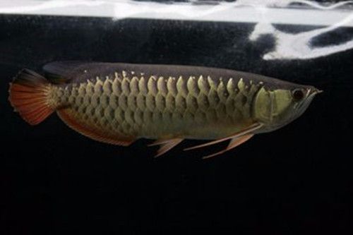 实拍男子将宠物金鱼死后送去火化，网友戏称：隔着屏幕都闻到香味