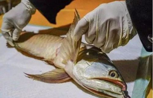 实拍男子将宠物金鱼死后送去火化，网友戏称：隔着屏幕都闻到香味