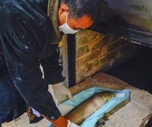 实拍男子将宠物金鱼死后送去火化，网友戏称：隔着屏幕都闻到香味