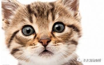 宠物猫该怎么训练