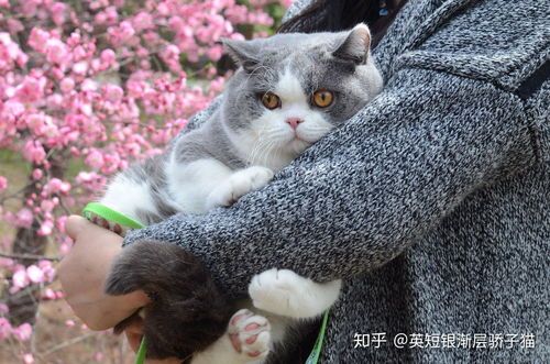 怎么训练宠物猫性格