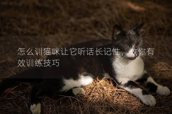怎么训猫咪让它听话长记性，教你有效训练技巧