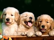 幼犬要怎么驱虫？