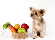 小狗吃撑了怎么办？