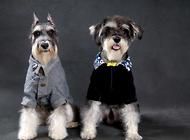 挑选雪纳瑞幼犬方法