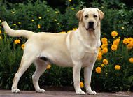 狗狗毛衣怎么编织 如何美容呢