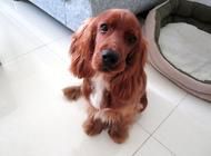 可卡幼犬怎么喂