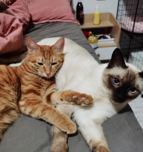 爱犬成长，从微信群开始（探索沈阳狗狗微信群的趣味与知识）