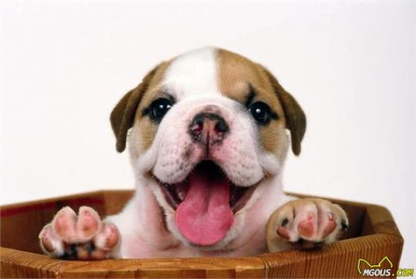 学习关于狗狗的16个冷知识,让主人与爱宠更加亲密无间