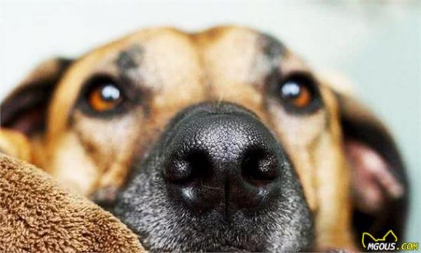 学习关于狗狗的16个冷知识,让主人与爱宠更加亲密无间