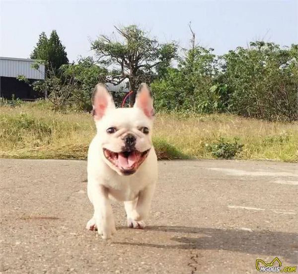 学习关于狗狗的16个冷知识,让主人与爱宠更加亲密无间