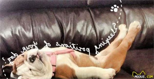 学习关于狗狗的16个冷知识，让主人与爱宠更加亲密无间