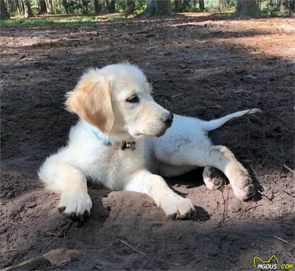 学习关于狗狗的16个冷知识,让主人与爱宠更加亲密无间