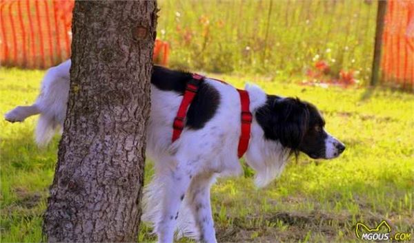 学习关于狗狗的16个冷知识,让主人与爱宠更加亲密无间