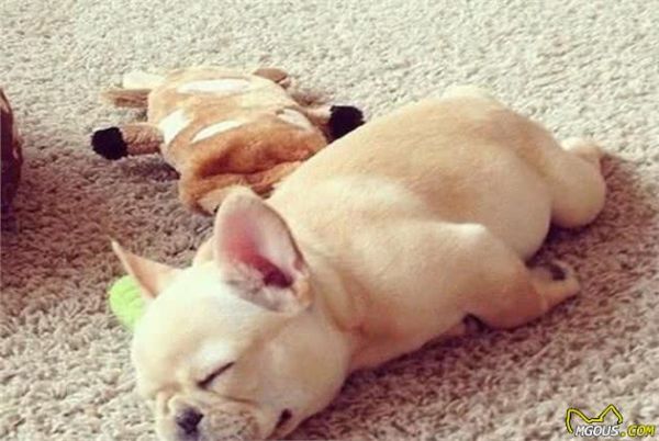 学习关于狗狗的16个冷知识,让主人与爱宠更加亲密无间