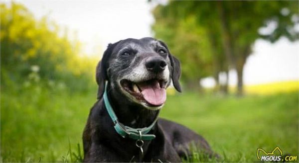 学习关于狗狗的16个冷知识,让主人与爱宠更加亲密无间