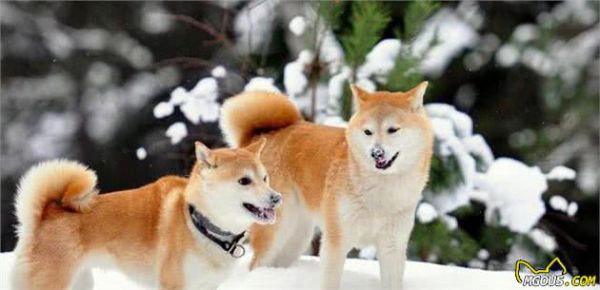 学习关于狗狗的16个冷知识,让主人与爱宠更加亲密无间