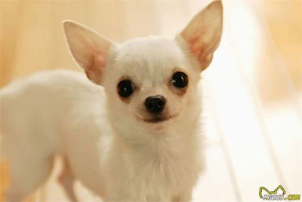 学习关于狗狗的16个冷知识，让主人与爱宠更加亲密无间