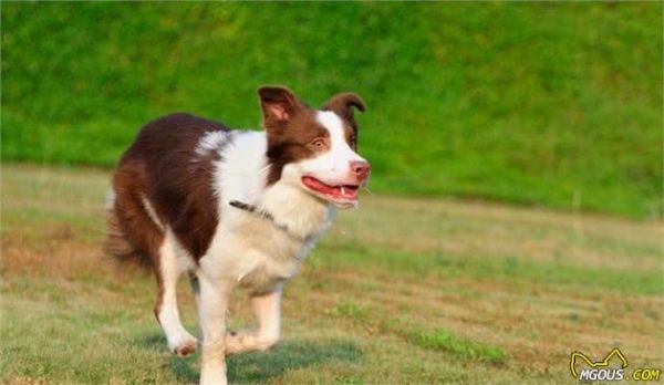 学习关于狗狗的16个冷知识,让主人与爱宠更加亲密无间