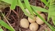 如果在草堆中发现黏在一起的蛋，千万别碰，这可能是蛇蛋！