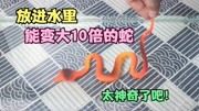 放进水里，就能变大10倍的蛇，这也太神奇了！