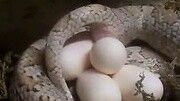 罕见 大蛇产巨卵