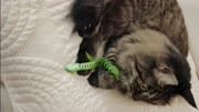 猫咪怕不怕玩具蛇？