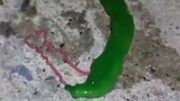 实拍形似绿蛇的果冻状未知生物