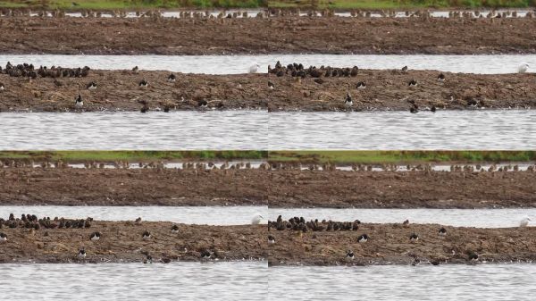 田凫椋鸟和欧洲金鸻，在Titchwell皇家鸟类保护协会保护区，诺福克，英国。