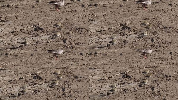 英国诺福克郡Titchwell皇家鸟类保护协会保护区的欧洲金鸻,雨生杏。