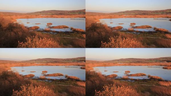 英国兰开夏郡的莱顿莫斯皇家鸟类保护协会保护区。