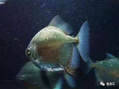 虎纹银板鱼的饲养秘籍：虎纹银板鱼的发色变化