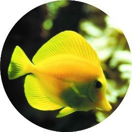 狗仔招财猫鱼最简单三个步骤|狗仔招财猫鱼最简单三个步骤展开，清晰且易于操作