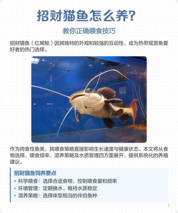 狗仔招财猫鱼最简单三个步骤|狗仔招财猫鱼最简单三个步骤展开，清晰且易于操作