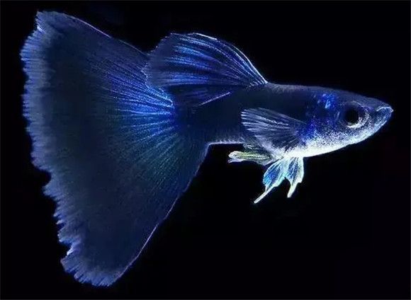 孔雀鱼鱼苗养护,需细心呵护,成长无忧