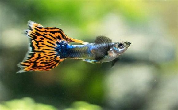 孔雀鱼鱼苗养护,需细心呵护,成长无忧